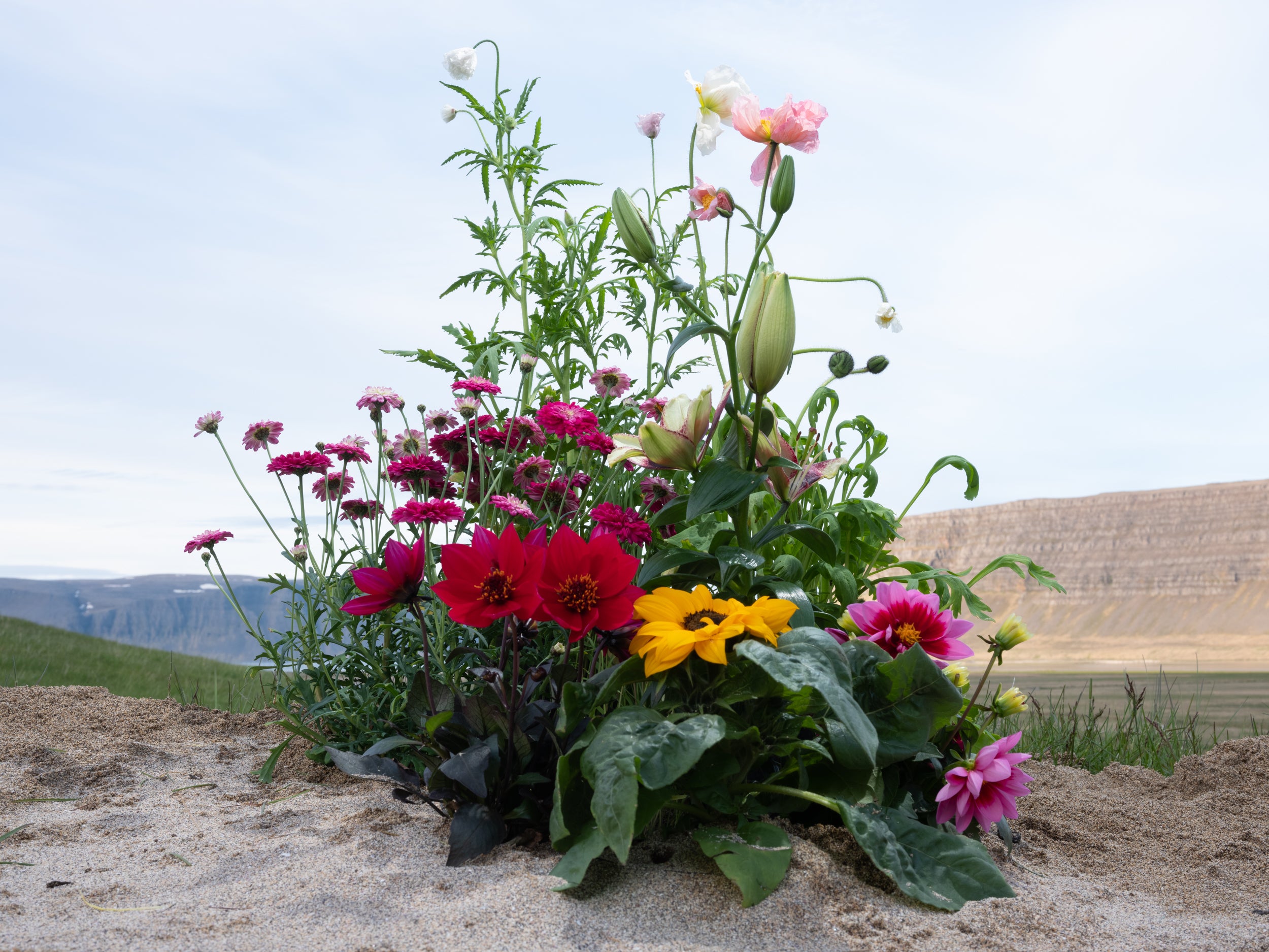 Ræktaðu flugelda - blómakassi/ Uppselt!